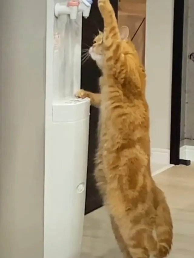 Viral, Kelewat Cerdas Kucing Oranye Ini Minum Dispenser Pemiliknya