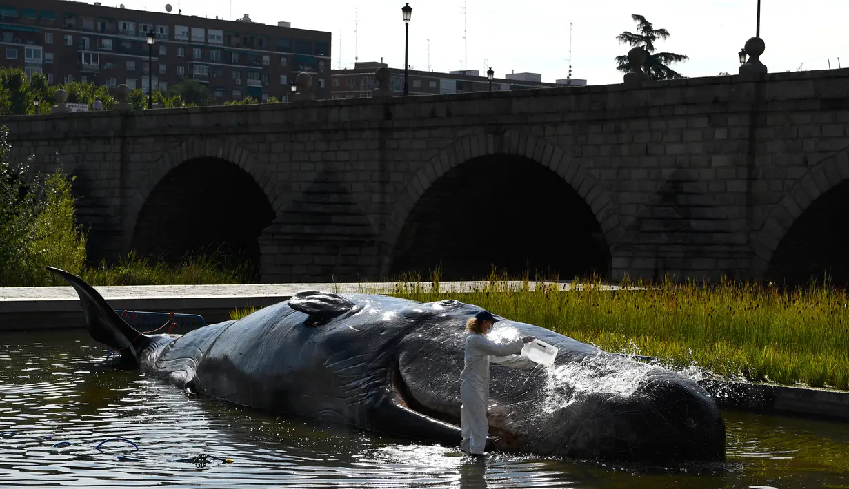 Seseorang berpakaian ilmuwan menuangkan air pada patung paus sperma berbahan fiberglass di sungai Manzanares, Madrid, 14 September 2018. Patung paus seukuran aslinya itu bertujuan membuat masyarakat sadar lingkungan. (AFP Photo/GABRIEL BOUYS)
