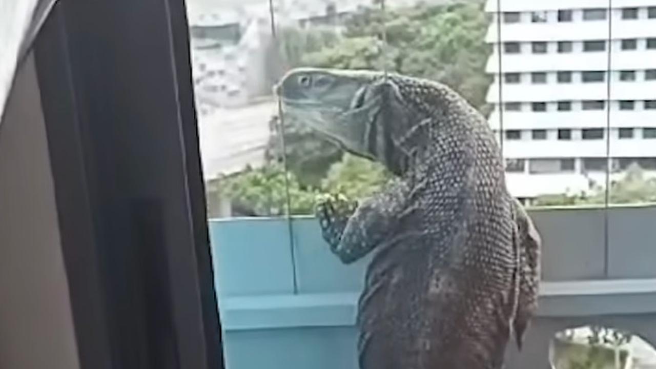 Heboh, Biawak 1,5 Meter Panjat Apartemen Lantai 11, Warga Panik dan Bingung