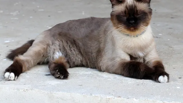 Burmese Cat