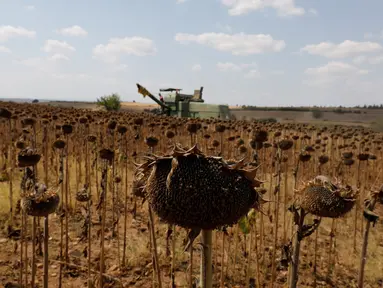 Ladang bunga matahari di Provinsi Edirne, Turki, 26 Agustus 2020. Sedat Kacar, petani Turki yang memiliki dua lading, menyatakan kesedihannya karena hasil panen diperkirakan akan menurun akibat cuaca ekstrem tahun ini, di saat perekonomian negara juga terpukul oleh pandemi. (Xinhua/Osman Orsal)
