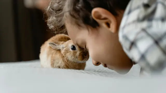 Kelinci, Hewan Lucu yang Tak Cocok Jadi Peliharaan Anak-Anak