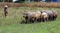 Susah Lahan, Gembala Ancam Bawa Kerbau Merumput di Kantor Bupati