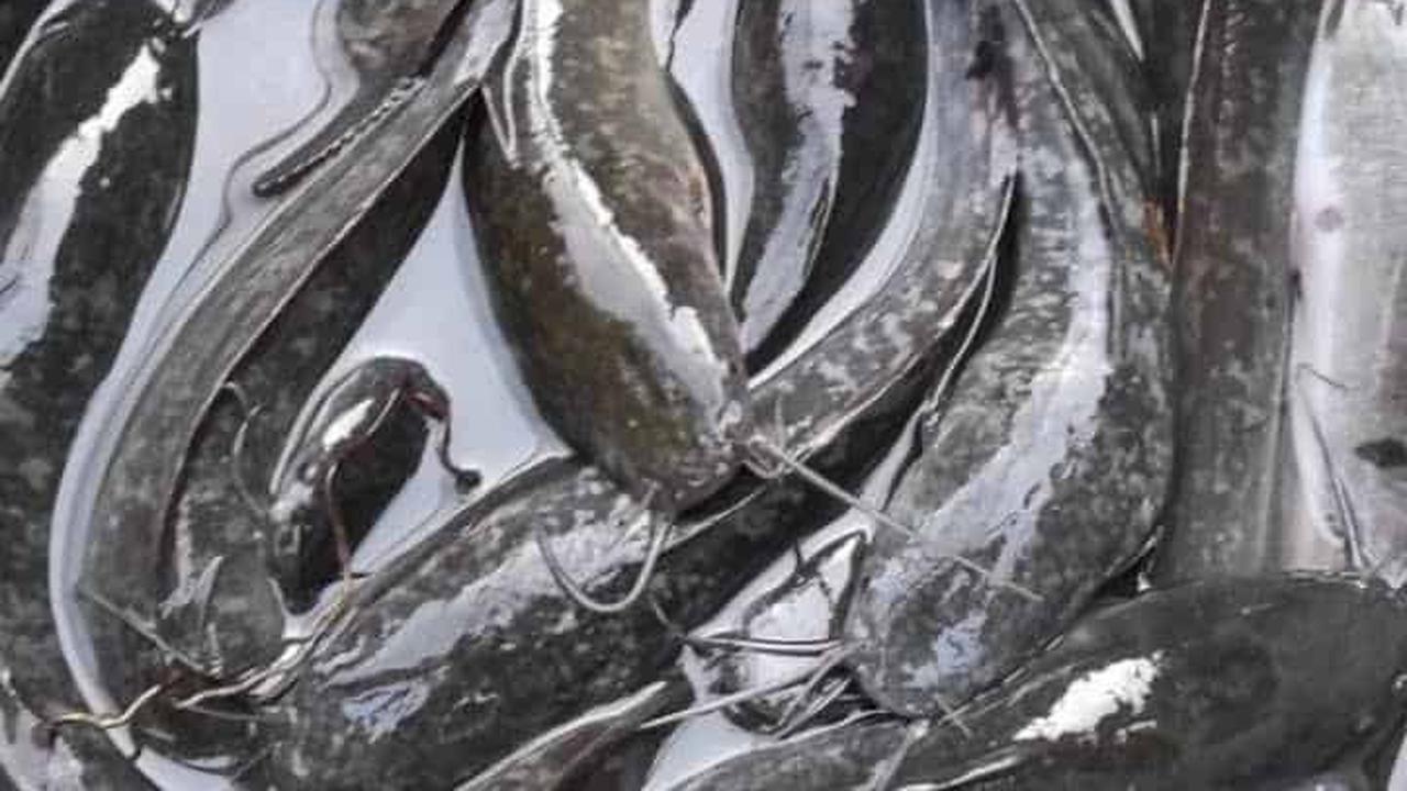 Ikan Tinggi Protein