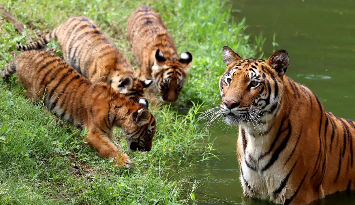 Harimau Benggala merawat tiga dari empat anaknya yang lahir di Guadalajara Zoo, negara bagian Jalisco, Meksiko pada 5 Oktober 2021. Empat anak harimau itu lahir pada 3 Juli lalu dari Albert dan Chitara, harimau bengal di kebun binatang tersebut. (LISES RUIZ / AFP)
