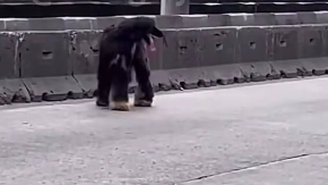 Seekor anjing ras Afghan hound menghebohkan pengguna jalan di Jalan Daan Mogot, Jakarta Barat, Kamis. (Istimewa)