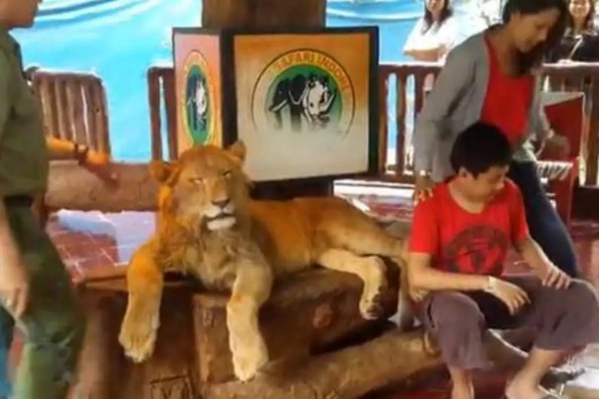 Singa Tidur Dipaksa Bangun untuk Foto, Netizen Kutuk Taman Safari
