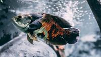 Cara Memunculkan Warna Ikan Oscar agar Cantik dan Cerah, Pecinta Ikan Wajib Tahu