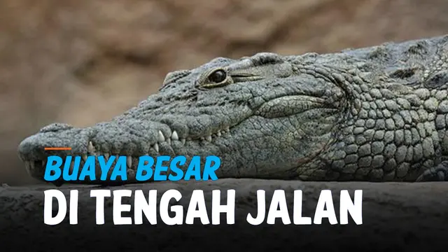 VIDEO: Heboh, Buaya Berkeliaran di Tengah Jalan Terekam Kamera Warga
