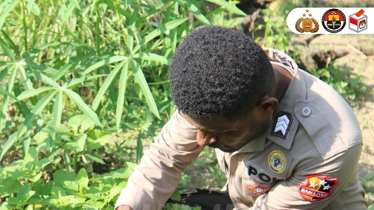 Brigpol Viktor Merani Menanam Berbagai Jenis Tanaman Pangan di Papua