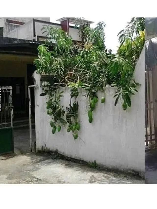 6 Potret Buah Tetangga Nyasar ke Halaman Rumah, Rezeki Nomplok