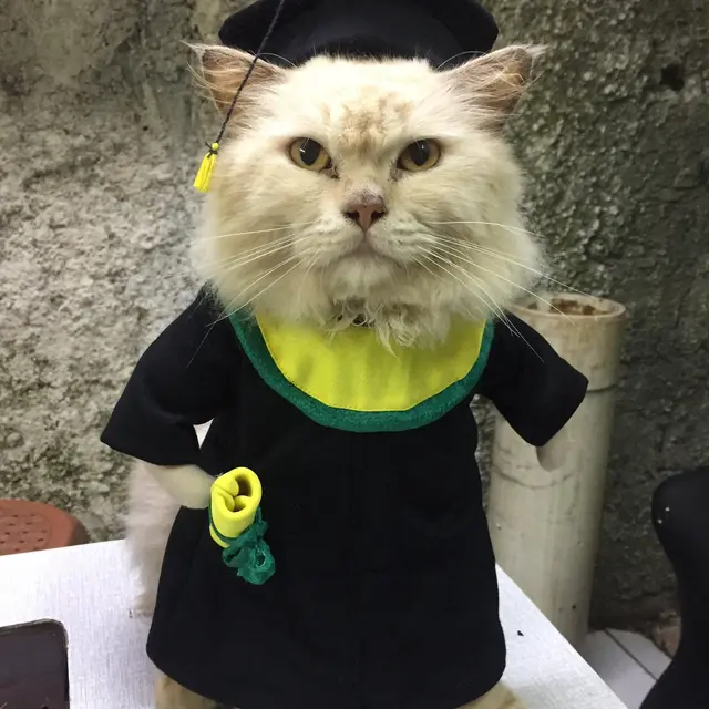Viral Kostum Kucing Unik, Ada yang Mirip Penjual Cuanki Hingga Dokter. (Sumber: Twitter/@usingcloath5)