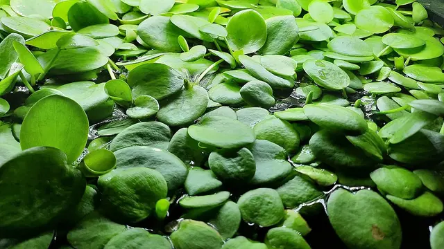 Amazon Frogbit
