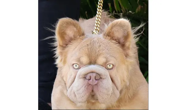 Spesies Rope Daddy