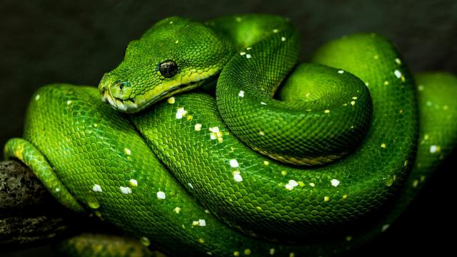 Green Tree Python