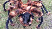 Laba-laba berkepala anjing itu dilepas untuk menjahili sejumlah pengguna jalan yang melintas (News.com.au)