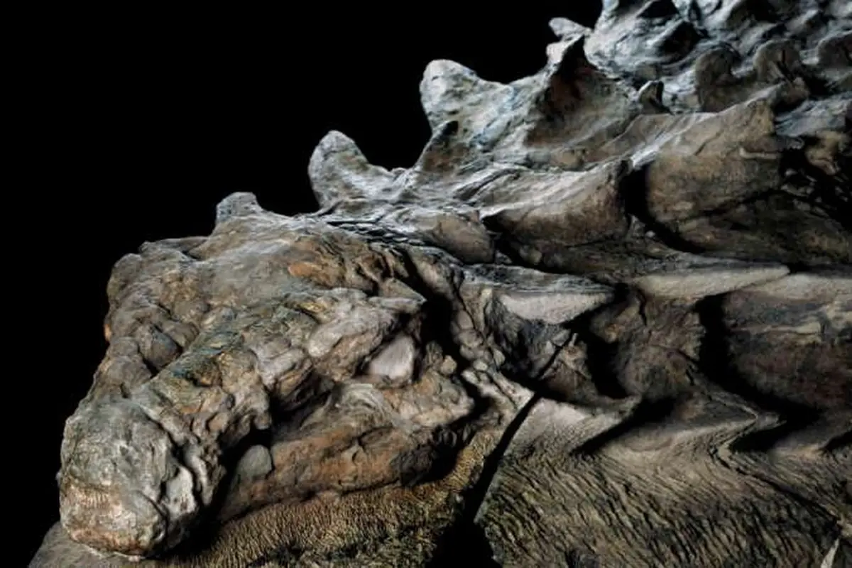 Temuan Dinosaurus Lapis Baja Berusia 110 Juta Tahun, Seperti Apa 