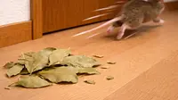 6 Cara Membunuh Tikus dengan Bahan Alami Tanpa Bau, Solusi Aman dan Efektif di Rumah