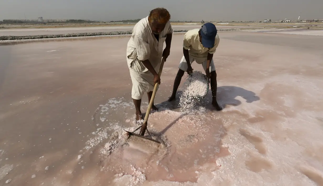 Buruh mengumpulkan garam laut di daerah pesisir dekat Karachi, Pakistan, Sabtu (13/11/2021). Buruh memperoleh rata-rata 1.050 rupee Pakistan (US$ 6) per hari dari pekerjaan mereka untuk mencari nafkah bagi keluarga. (AP Photo/Fareed Khan)