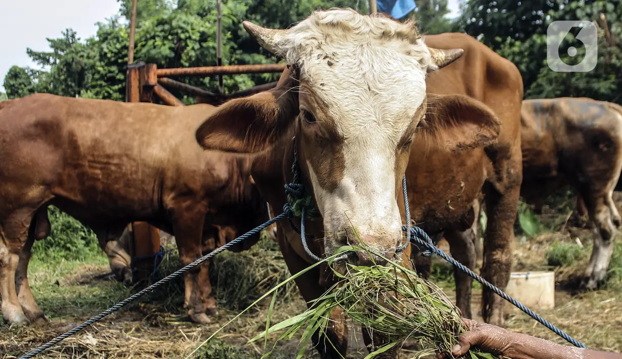 Hewan kurban yang dijual sedang memakan rumput di Cipulir, Jakarta, Selasa (28/6/2022). Menjelang Hari Raya Idul Adha, penjualan hewan kurban seperti sapi, kerbau, dan kambing kembali bergeliat meski sedang mewabah virus penyakit mulut dan kuku (PMK). (Liputan6.com/Johan Tallo)