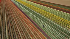 Pemandangan udara menunjukkan ladang tulip dekat Grevenbroich, Jerman barat, pada 23 April 2021. Memasuki bulan April menandai waktu bagi bunga-bunga untuk bermekaran di negara empat musim seperti Jerman. (INA FASSBENDER / AFP)