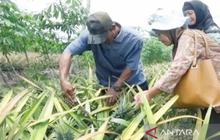 Pemerintah Batola Genjot Hilirisasi Nanas, Tingkatkan Nilai Ekonomi Petani Lokal