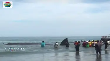 Selain menyiram air ke tubuh paus, sejumlah warga lainnya mencoba mendorongnya ke tengah laut.