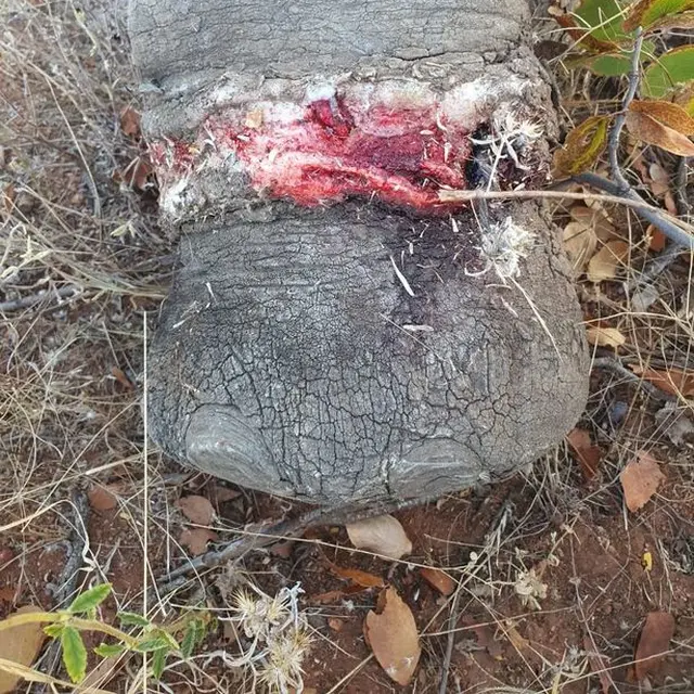Terjebak dalam Perangkap, Kisah Gajah yang Terluka Akibat Diburu Ini Bikin Terenyuh