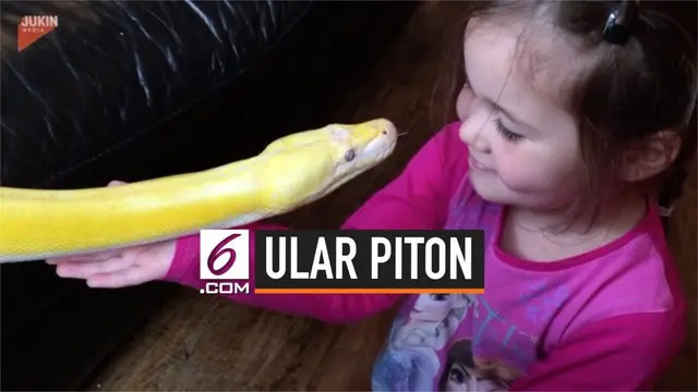 Seorang anak perempuan berusia 4 tahun bermain dengan ular piton. Ular piton tersebut memiliki panjang mencapai 3,6 meter.