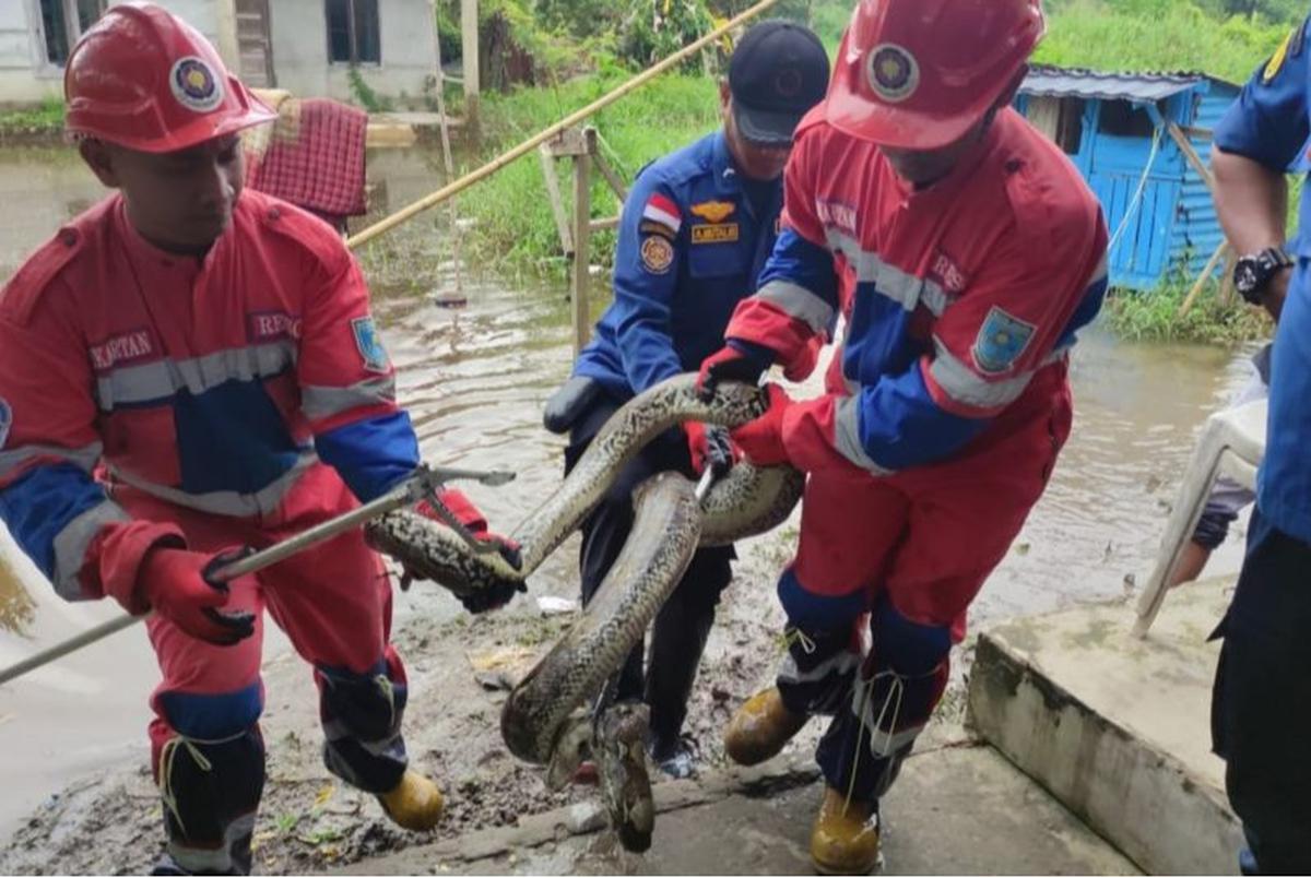 Evakuasi Ular Piton 4 Meter di Area Banjir Kota Jambi