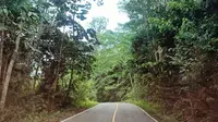 Dishut Kaltim Ungkap 5 Program Prioritas Jaga Kelestarian Ekosistem Hutan