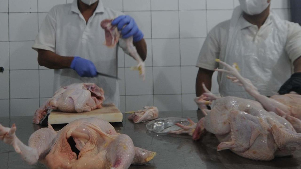 Salah satunya seperti di Rumah Potong Hewan (RPH) Rawa Kepiting ini. Sebanyak 15-25 ton ayam potong sudah untuk memenuhi pasokan lima wilayah  di DKI Jakarta seperti ayam potong fillet. Foto: merdeka.com / Imam Buhori<br>
