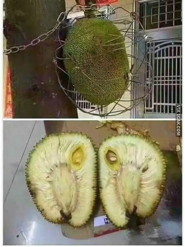8 Cara Nyeleneh Amankan Buah dari Maling Ini Bikin Tepuk Jidat