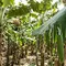 6 Cara Menghilangkan Ulat Penggulung Daun Pisang agar Tanaman Tetap Sehat