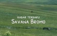 VIDEO: Wajah Baru Savana Gunung Bromo Usai Kebakaran, Kembali Menghijau Bak Lukisan