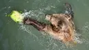 Seekor beruang bermain dengan semangka beku untuk mendinginkan diri saat suhu mencapai 37 derajat Celcius di kebun binatang Bioparco di Roma, Italia pada 16 Agustus 2021. (Andreas SOLARO / AFP)