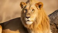 Cara Mengalahkan Zodiak Leo, Strategi Menaklukkan Ego dan Dominasi Si Singa