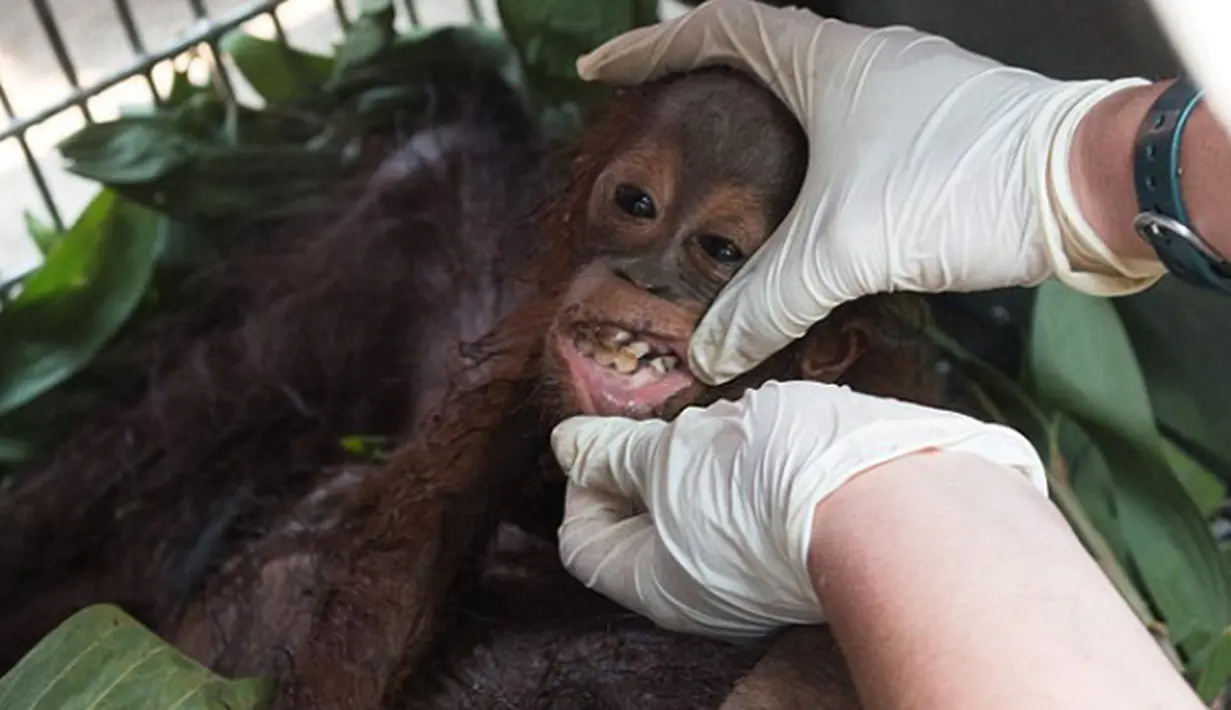 Bayi orangutan mendapat pengobatan dari tim International Animal Rescue di desa Kuala Satong, Kalimantan Barat (10/11). Orangutan dan bayinya melarikan diri dari amukan api yang menghancurkan habitatnya. (AFP PHOTO/Dailymail)