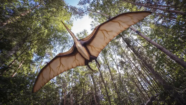 Pterosaurus