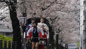 Wanita mengenakan Kimono naik becak di bawah kanopi bunga sakura yang mekar penuh di Tokyo, 31 Maret 2022. Orang-orang di seluruh Jepang merayakan puncak musim melihat bunga sakura minggu ini tanpa pembatasan COVID-19 untuk pertama kalinya dalam dua tahun. (AP Photo/Shuji Kajiyama)