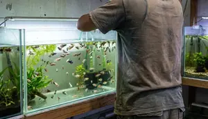 Cara Memberi Makan Ikan Cupang: Porsi, Jadwal dan Jenis Pakan