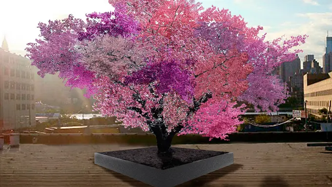 Pohon Cantik Ini Ternyata Sanggup Menghasilkan 40 Variasi Buah