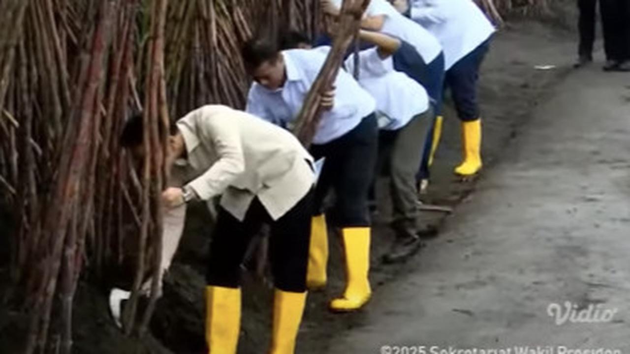 VIDEO: Gibran Terkejut! Celurit Copot saat Panen Tebu, Paspampres Panik Turun Tangan