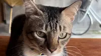 Kenapa Kucing Senang bermalas-malasan (Dewi Divianta/Liputan6.com)