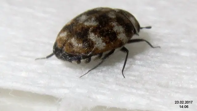 Kumbang karpet