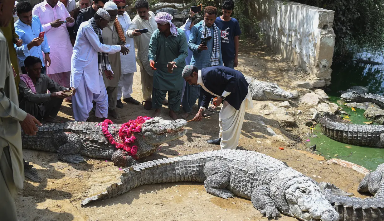 Seorang pawang memberi makan seekor buaya selama Festival Sheedi Mela di Makam Sufi Hasan-al-Maroof Sultan Manghopir, Pakistan (4/3). Mereka percaya buaya tersebut merupakan bagian tak terpisahkan dari makam orang suci Manghopir. (AFP Photo/Asif Hassan)