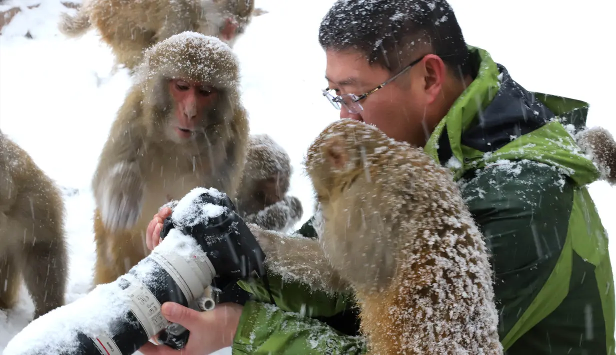 Seorang fotografer dikelilingi kera yang ingin melihat foto di kameranya saat salju turun di Wulongkou Nature Reserve, Tiongkok (6/1). Tingkah kera yang akrab dengan fotografer ini menjadi pemandangan menarik. (AFP Photo/China Out)