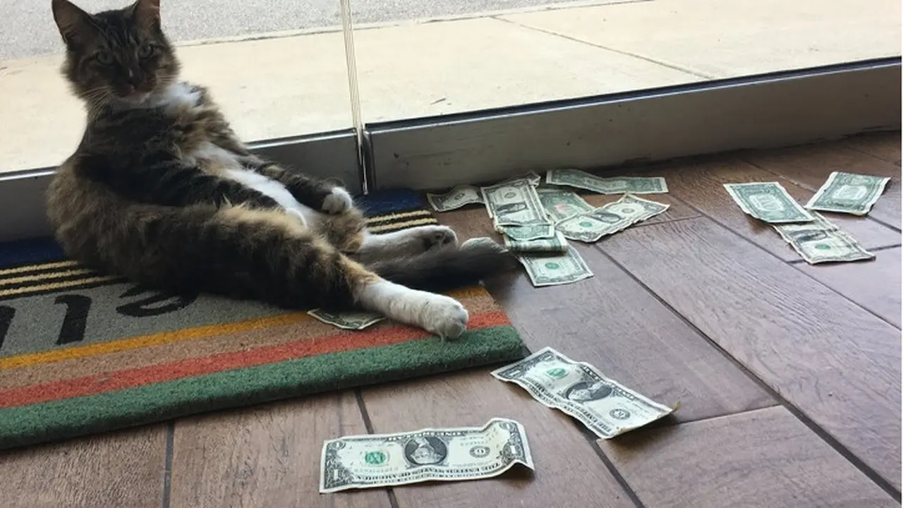 Kucing Ini Beri Tuannya Uang Setiap Hari, dari Mana Asalnya?
