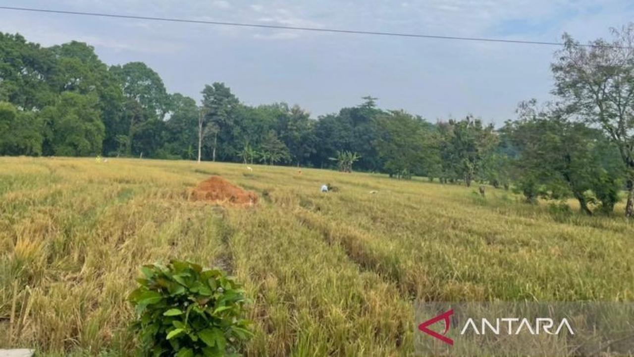 Distan Cirebon Perkuat Perlindungan Sawah Produktif Demi Ketahanan Pangan Daerah
