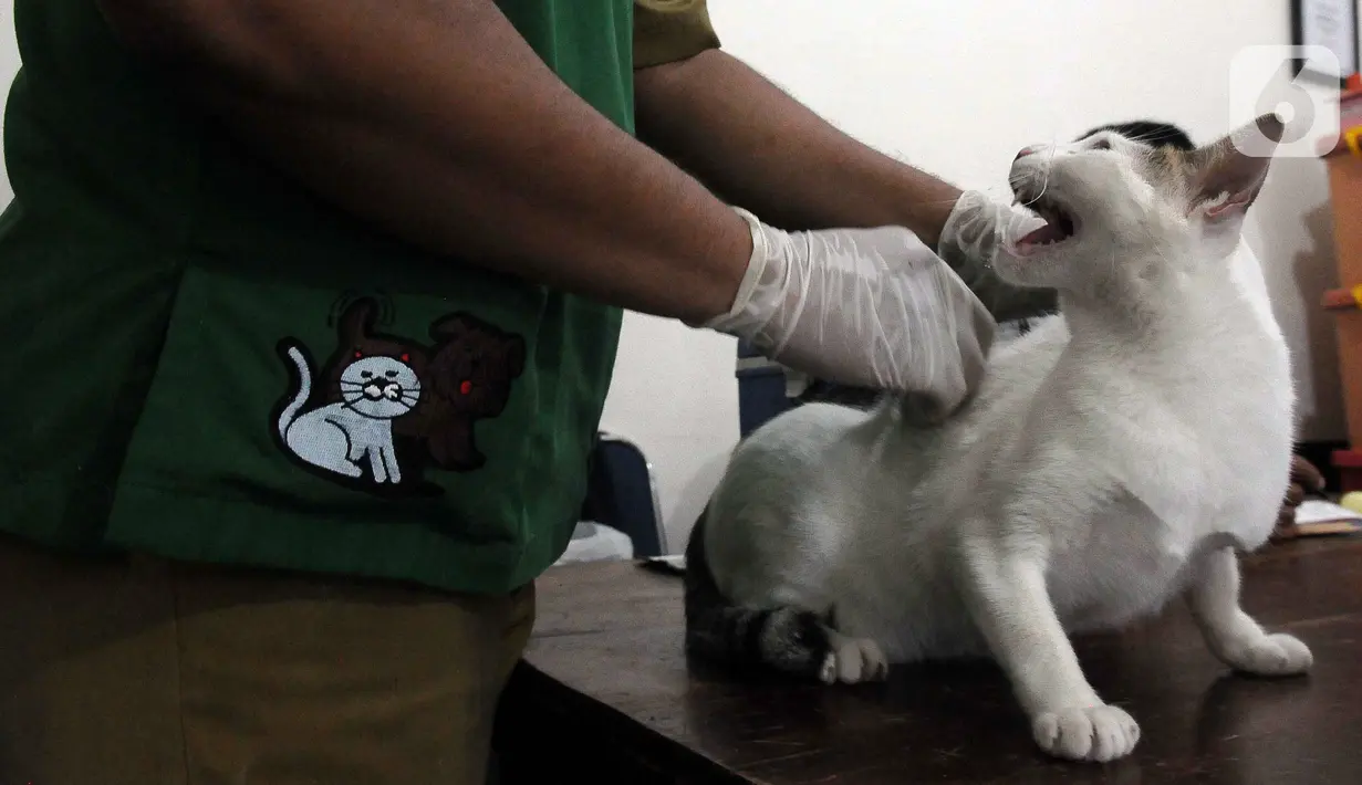 Petugas penyuntikkan vaksin rabies pada hewan peliharaan milik warga di Kelurahan Kayu Manis, Jakarta, Senin (10/7/2023). Pemprov DKI terus berupaya mempertahankan Jakarta bebas rabies dan mencegah gigitan hewan penular virus rabies (GHPR). (merdeka.com/Imam Buhori)